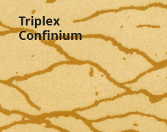 Triplex Confinium